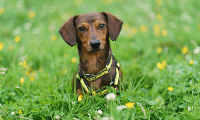 Dogs Trust Ireland warns public of ‘dogfishing’