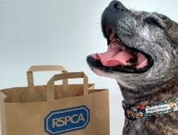 RSPCA donates £20k to help animals in Ukraine