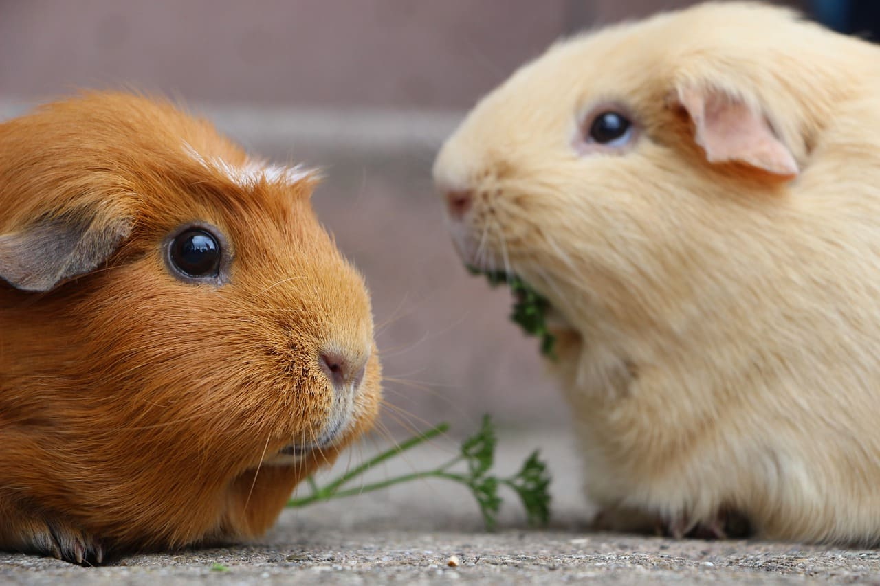 Pet trade must refocus on small animals, says retailer