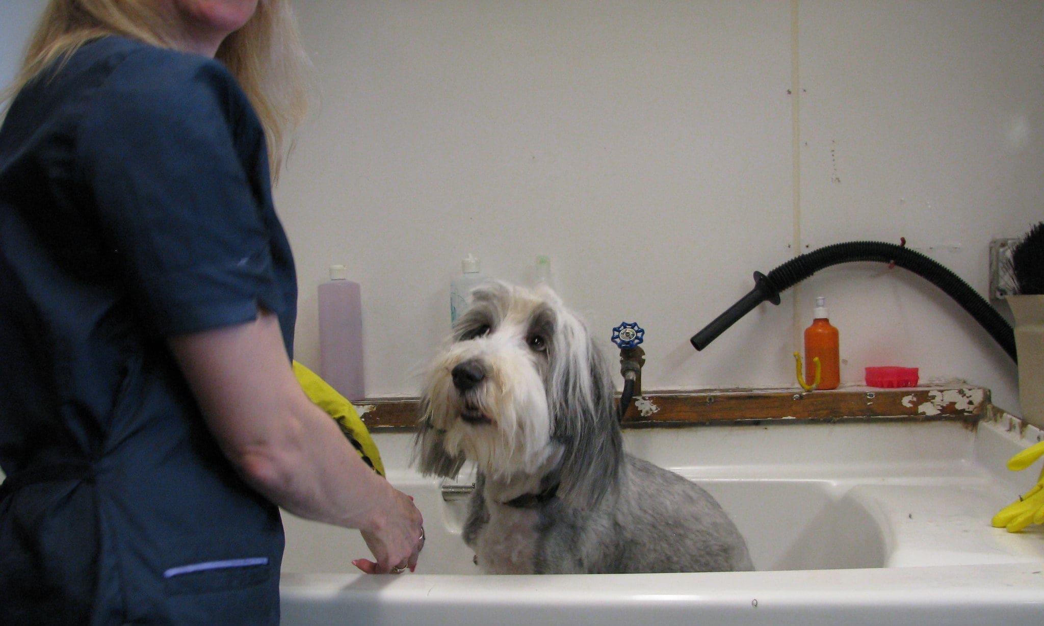 Dog grooming salons: Lockdown & the new normal?