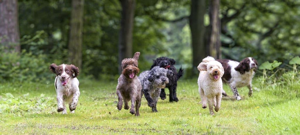 Over 7 in 10 consumers spend more on pets than themselves, data finds