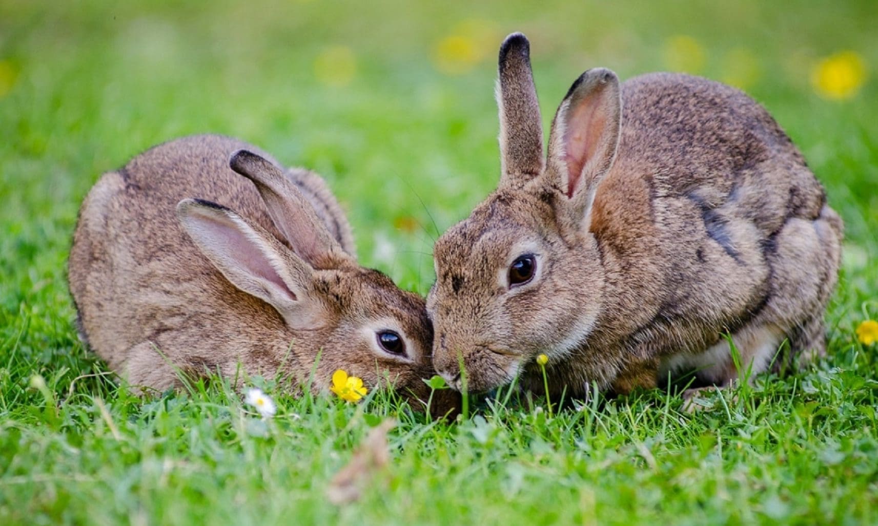 PDSA highlights ‘endless isolation and loneliness’ in rabbits