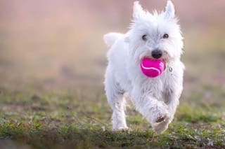 Animal Friends Insurance launches breed guide