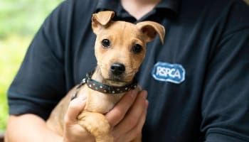 RSPCA marks 200th year with recruitment campaign