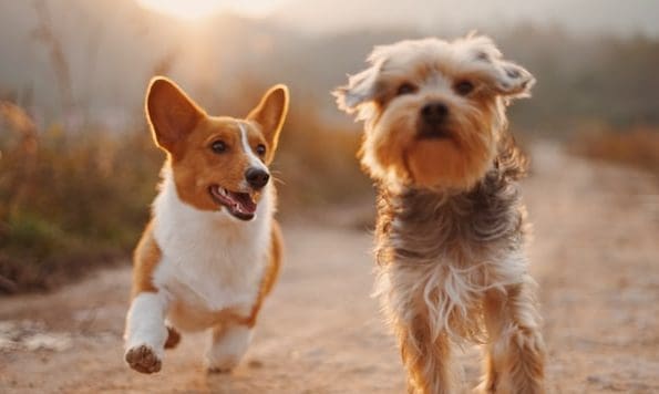 Petquip reveals 2020 Awards winners