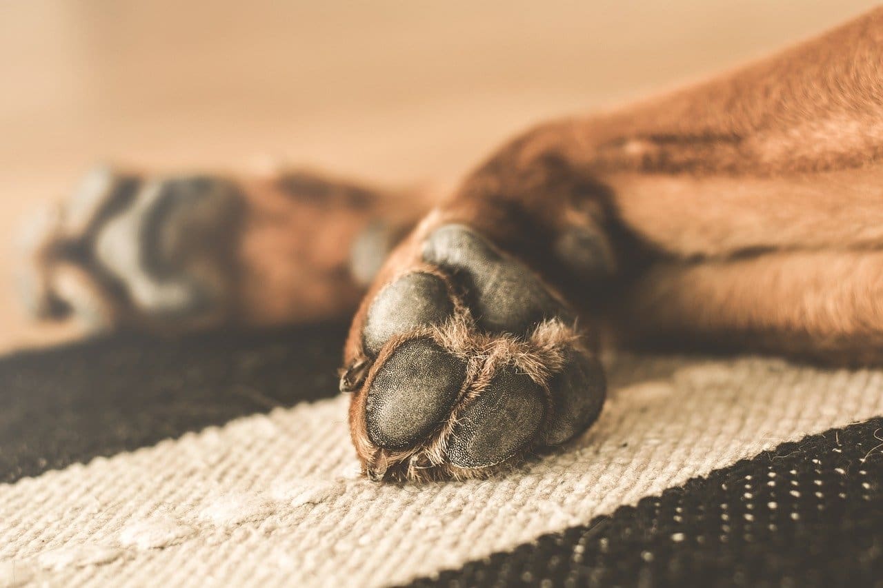 Pooch and Mutt secures multi-million pound investment deal