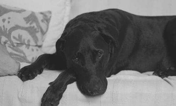 Recession fears could lead to ‘dog welfare crisis’, RSPCA warns