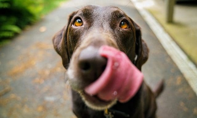 Research shows positive impact of dogs on mental health