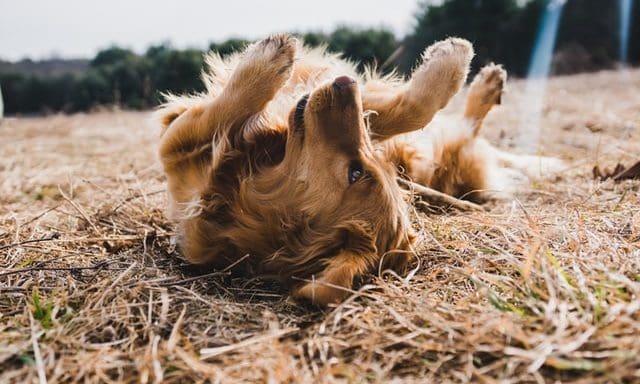 Natural Instinct lends support to Dobberman Rescue