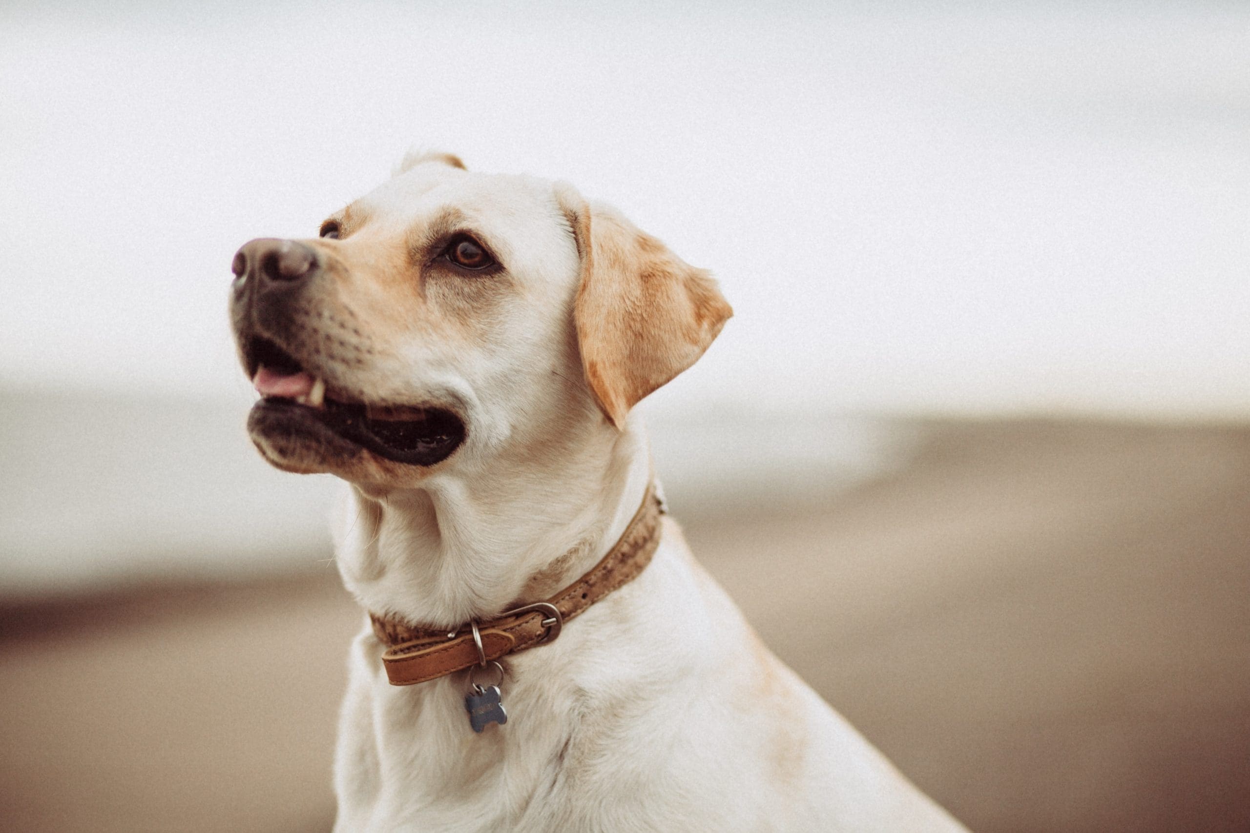 Vegan dog food healthier than conventional meat, claims new study