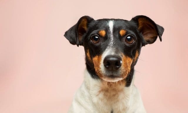 Percuro donates £2.5k worth of pet food to dog charity