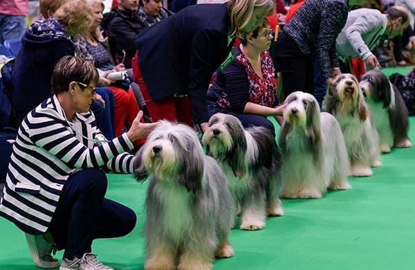 Crufts 2021 postponed until July