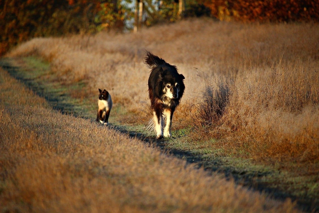 Pet population remains steady, PDSA report finds
