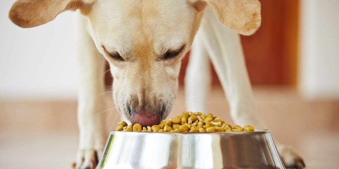 Luxury pet business launches in Belfast