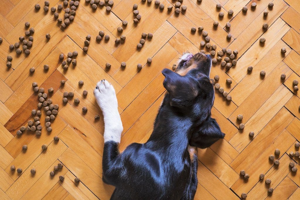 The humanisation of the pet industry
