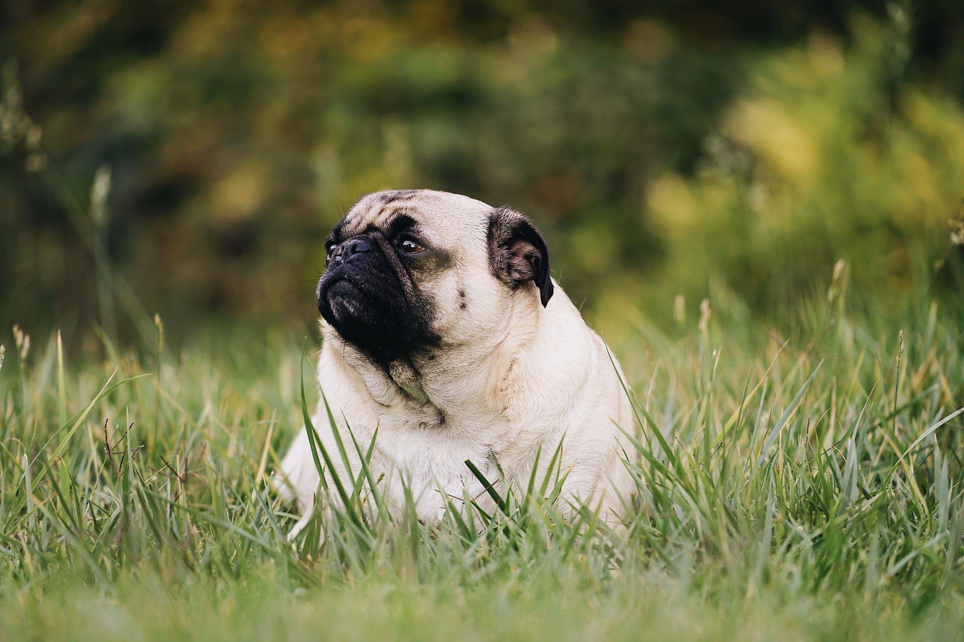 Mars Pet Care recalls dog food products