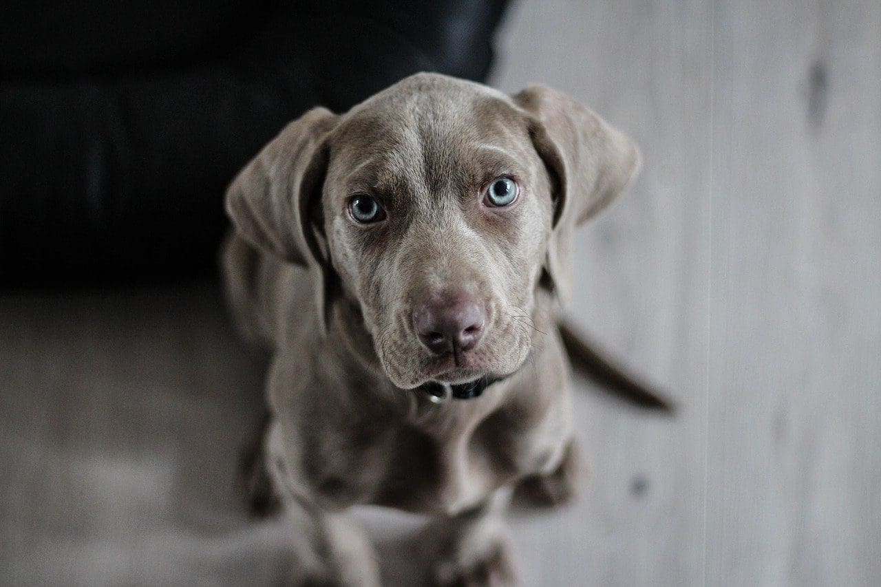 RSPCA gives ‘cautious welcome’ to Welsh puppy selling regulation