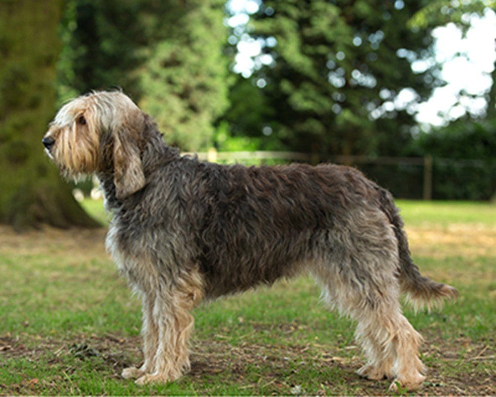 The Kennel Club expands online academy 