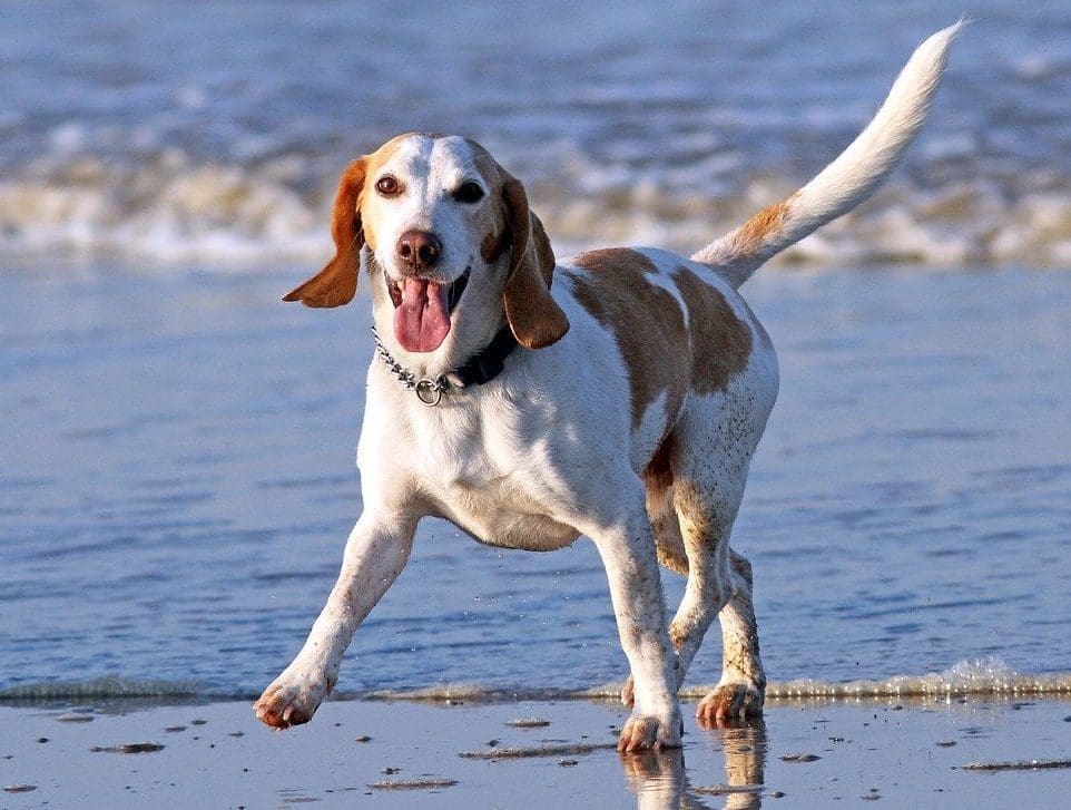 YKC launches two-month challenge for young dog owners