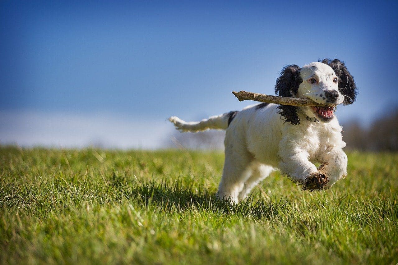 A look back at the pet industry in 2020