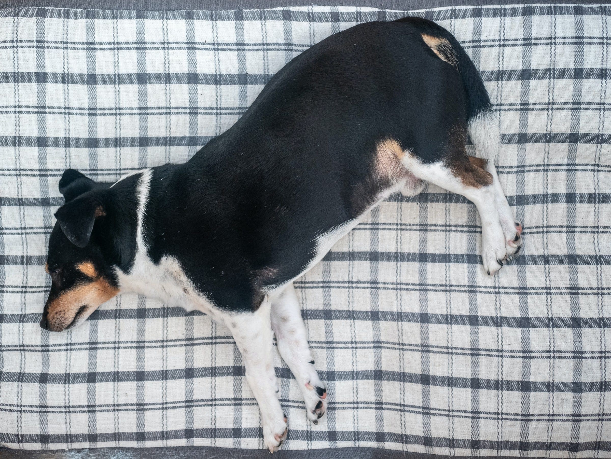 Ooddles Kitchen warns of rising dog obesity