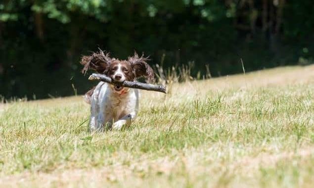 Online ‘dog treat’ searches reach record high