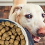 Microplastics found in 84% of pet food brands, study warns