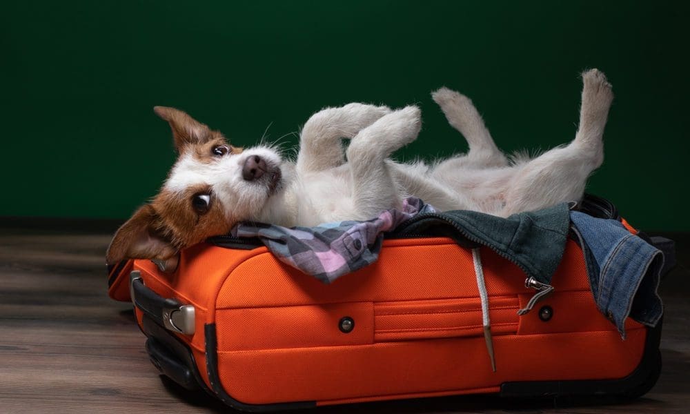 Leicester tops list of pet-friendly staycations