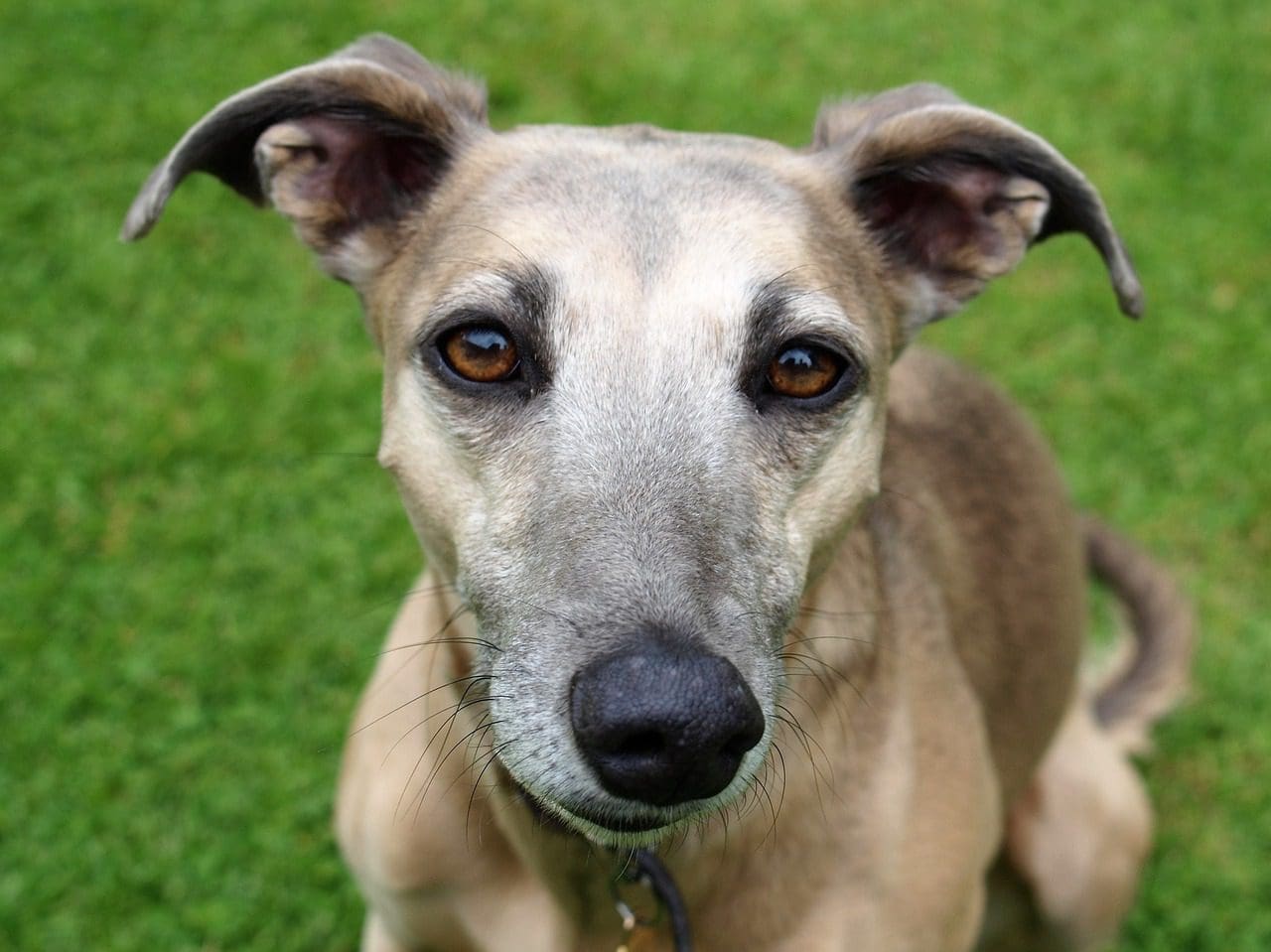 RSPCA reveals extent of ‘brutal’ knife attacks on animals