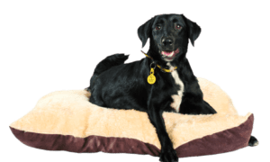 Dogs Trust and Purina to support animal charities