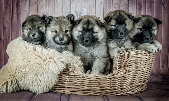 Kennel Club praises ‘crack down’ on Scottish puppy farms
