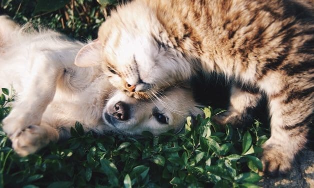 United Petfood acquires Cambrian Pet Foods