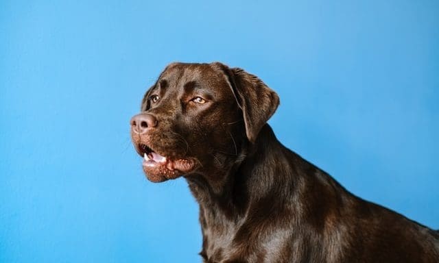One in ten new puppy owners worried about dog care post-lockdown