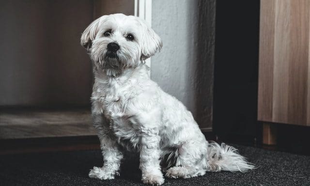 RSPCA calls for donations to Pets at Home fundraiser