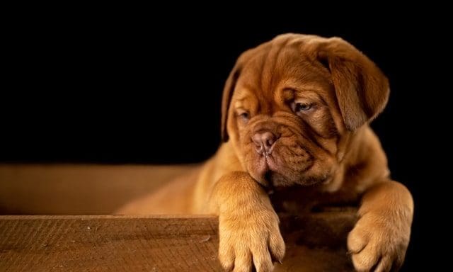 Two thirds of pet owners consider dogs their ‘best friends’