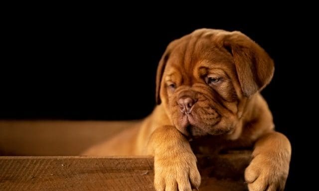 BBC defends dog grooming show