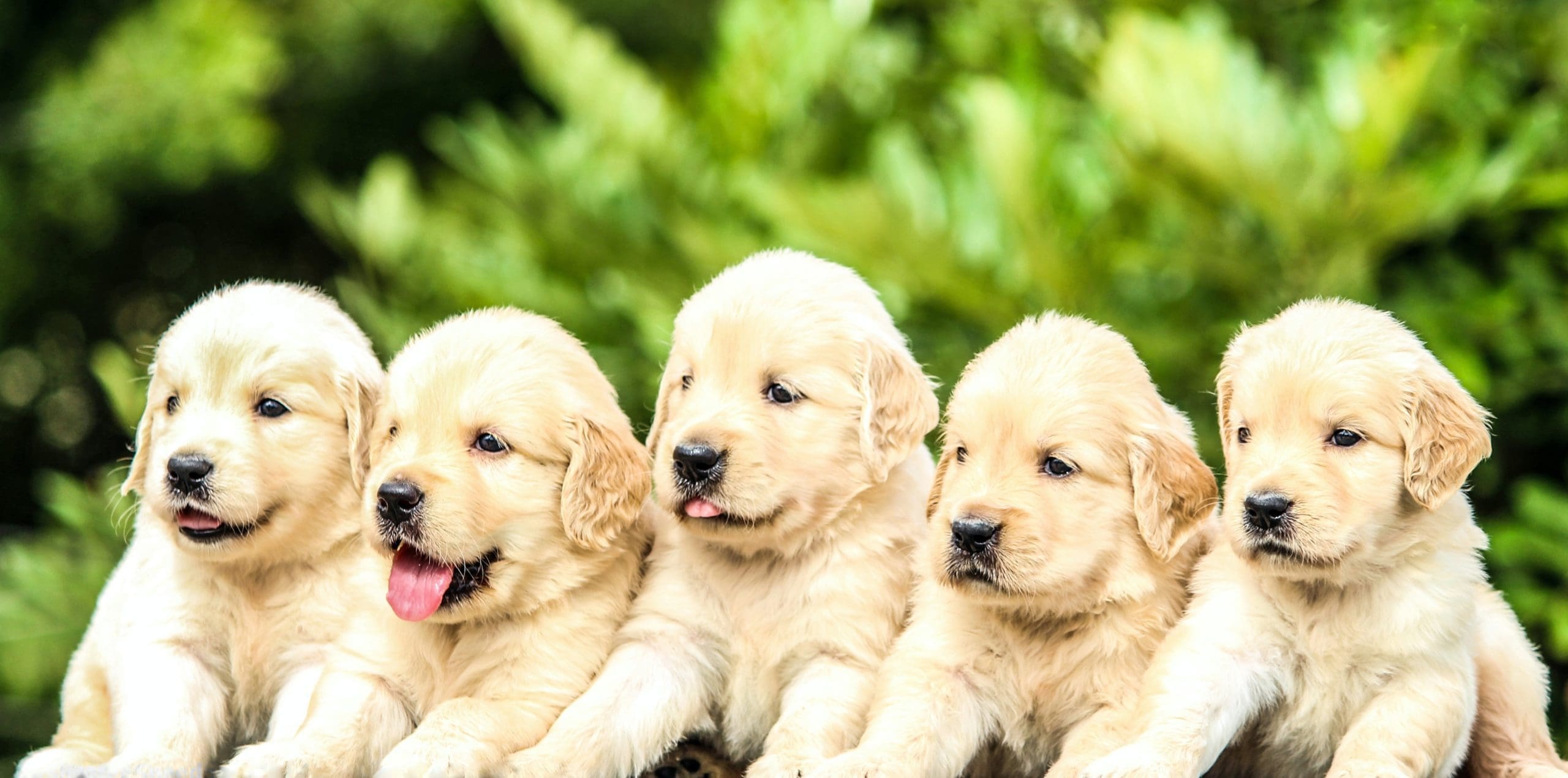 Puppy market returning to ‘more normal’, says puppies.co.uk