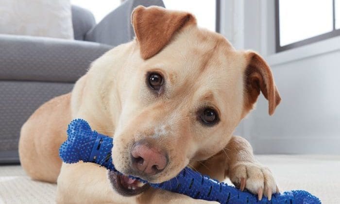 The Kennel Club urges new dog owners to be ‘vigilant’ as lockdown eases
