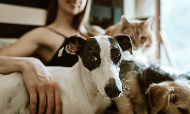 UK houses 34 million pets, PFMA finds