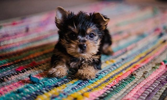 Dogs Trust saves 1,500th smuggled puppy via Puppy Pilot scheme