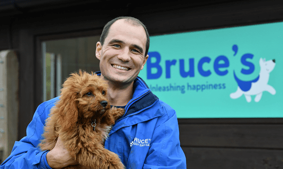 A dive into doggy day cares