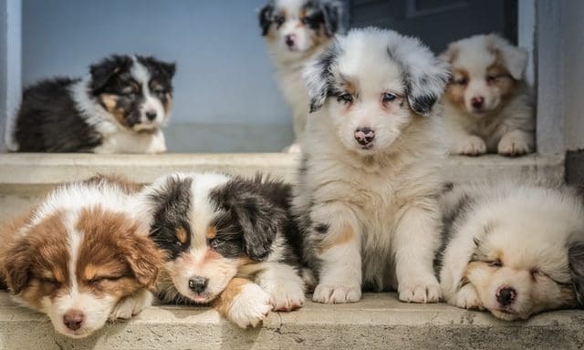 Import of puppies more than doubles amid lockdown