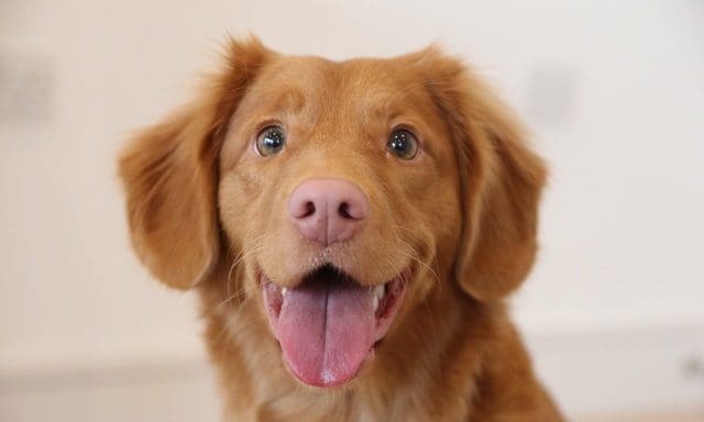 Pooch and Mutt launches ‘wellness app’ for dogs