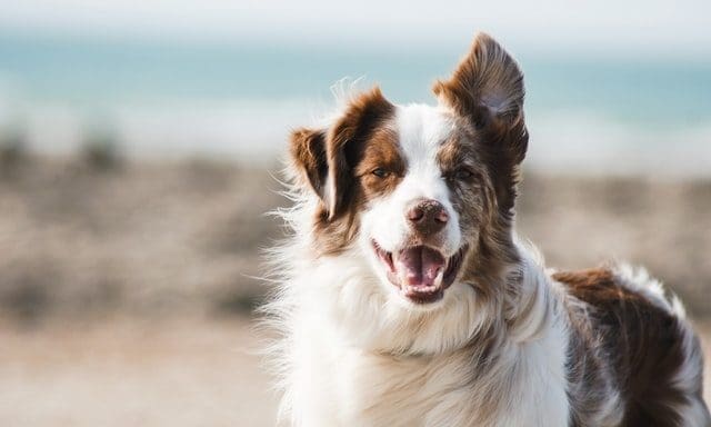 Pets Choice to manufacture two new pet food products