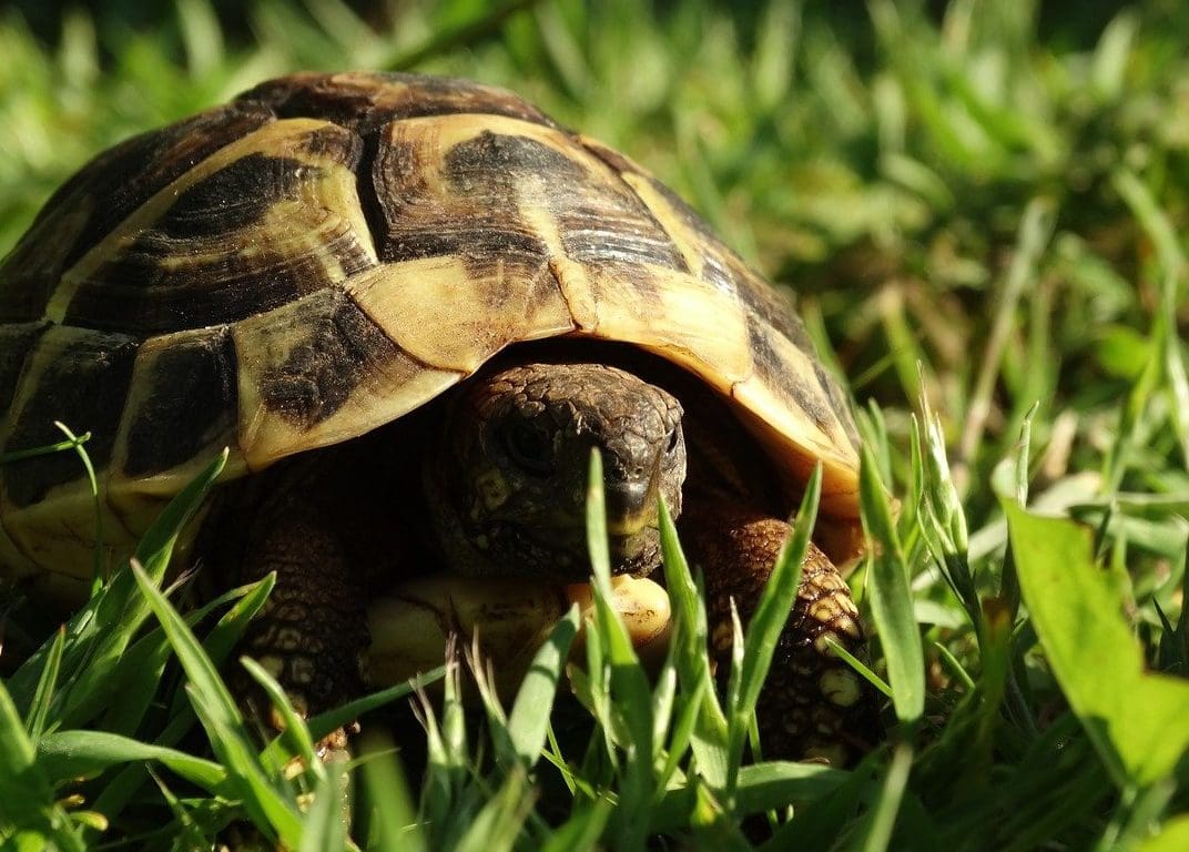 Tortoises are the UK’s most ‘eco-friendly’ pet, study finds
