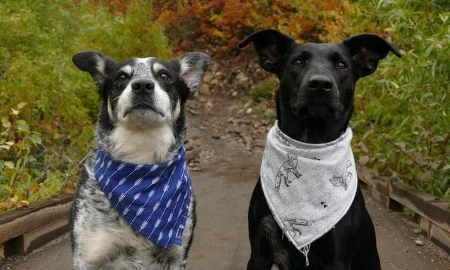 Kennel Club preps for phased return of events