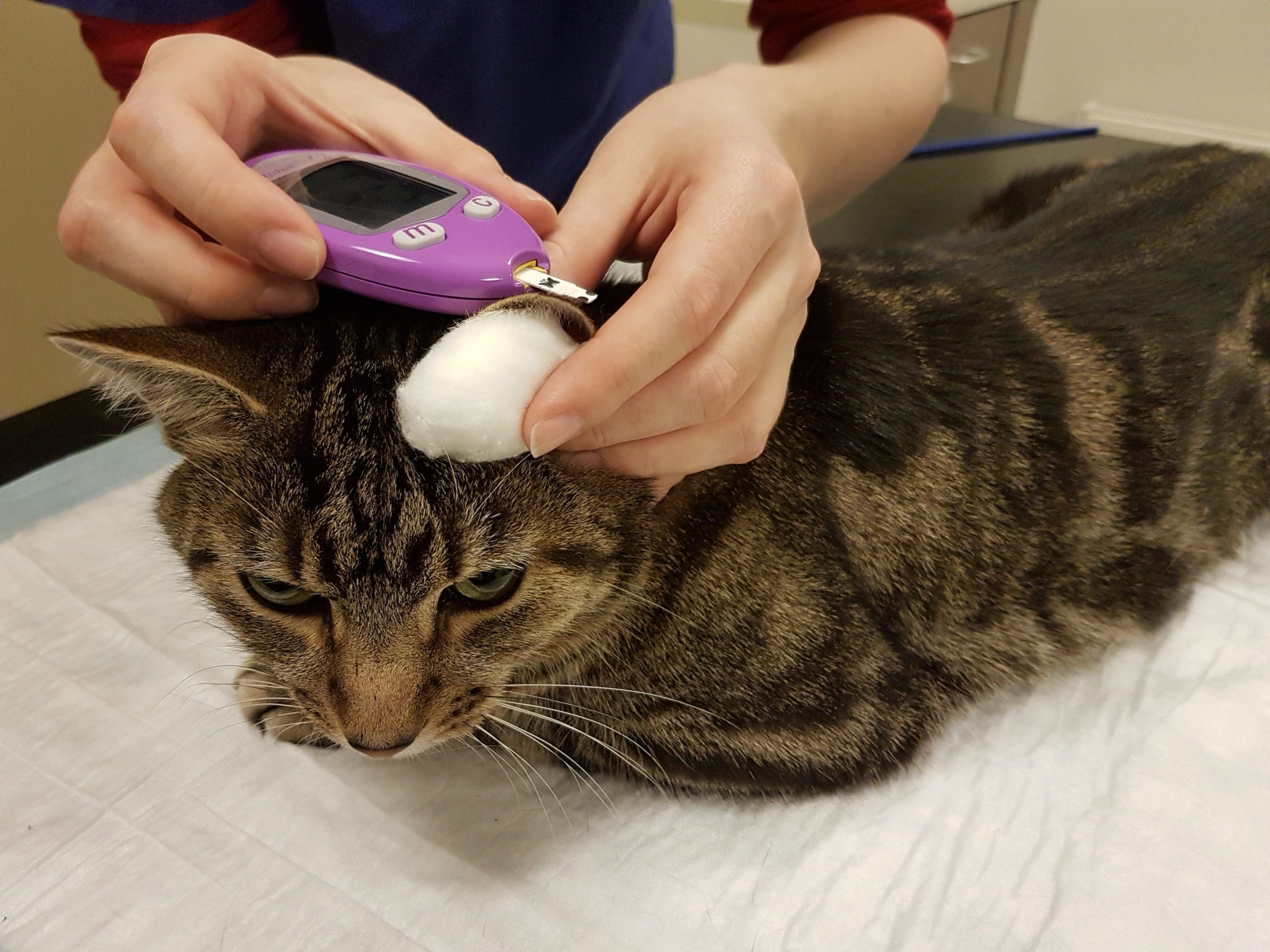 Monitoring diabetes in cats and dogs during the Covid Crisis