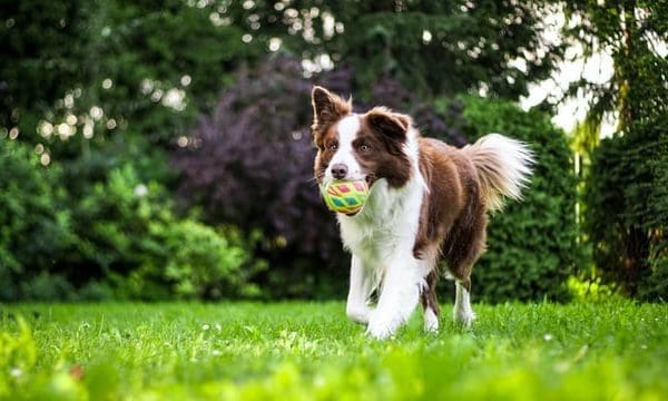 Laughing Dog donates £6,000 of dog food to UK charities