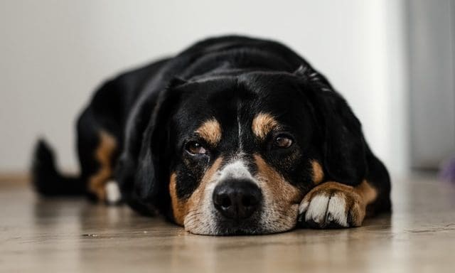Animal abusers face tougher sentencing as Animal Welfare Bill passes