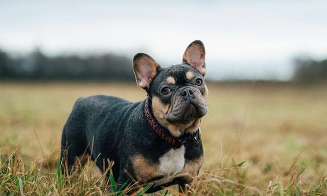 Le Chameau launches brand new dog accessories